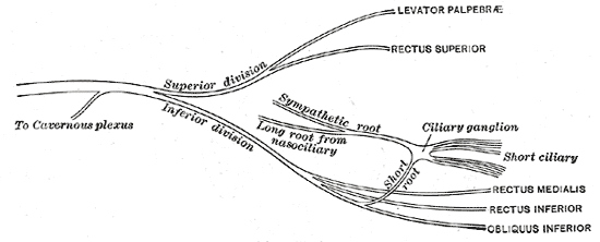 Path of the Oculomotor nerve1